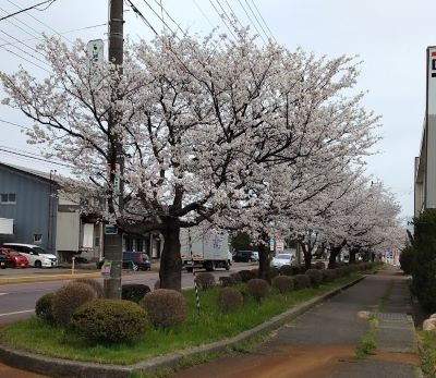 桜満開・イベントにお越しください