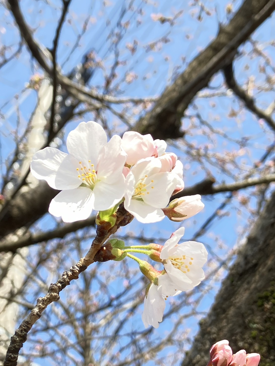 4月になりました！