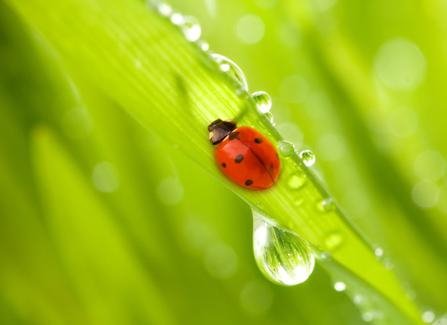 穀雨